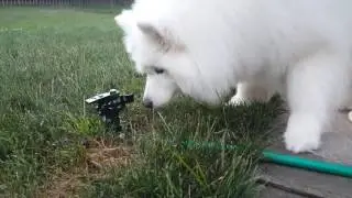Lexi the Samoyed scared of sprinkler