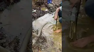 Gold Rich Paydirt through the Sluicebox