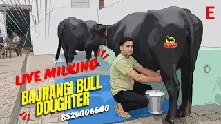 Bajrangi Bull Frist Timer Doughter Live Milking // Empty Time