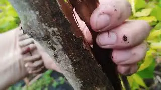 Клен псевдоплатановий Ermitage 