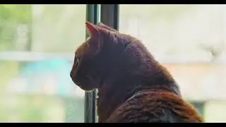 Toby and Thomas Watch a Squirrel - BMPCC4K Test