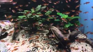 Funkensalmler | Hemigrammus amandae