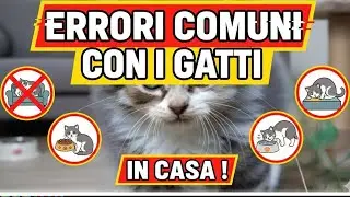Errori comuni che molti fanno con i gatti in casa🥰🐱⚠️