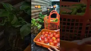 ##mini vlog 8, சோம்பேறி தனமான நாள்😄 Storing veggies in the fridge🫑🍅##trend🌼Life With Deepi🌼