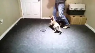 Competition Obedience training with Malinois Puppy