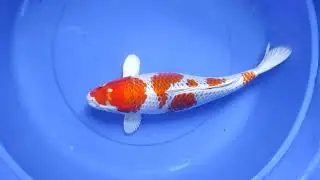 45 cm CENDONO KOI BLITAR#koiblitar #koi #koifish #koipond #koiindonesia #koifarm #koijakarta 