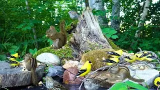 Cat TV - Little Birds & Chipmunks Make a Splash! 🐿️ Nature Fun for Cats, Dogs & People