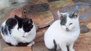  Caring for and feeding cats is a feeling only lovers understand.