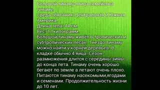 Большой тинаму 🐦