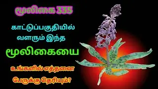 நரி வெங்காயம்|காட்டு வெங்காயம்|Ledebouria Revoluta|அலசல்|Alasal
