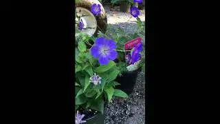 Hardy fall plants: Rozanne Geranium and Toad Lily