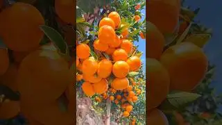 You must be surprised by the yield of my orange orchard.