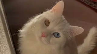 Beautiful Deaf Cat With Mesmerizing Eyes