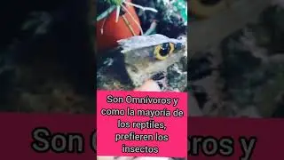 Tribolonotus Gracilis!#shorts