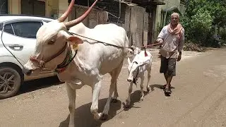Beautiful Khillari Cow Along with calf