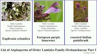 List of Angiosperms of Order Lamiales Family Orobanchaceae Part 2 euphrasia paintbrush indian owl