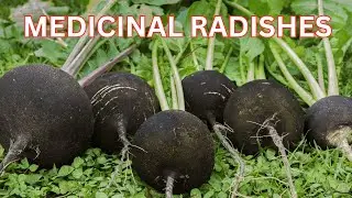 Black Spanish Radish Benefits & Two Simple Recipe #herbalmedicine