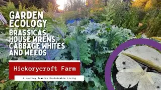 Garden Ecology | Brassicas, House Wrens, Cabbage Whites and Weeds
