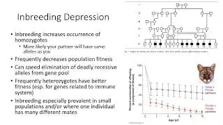 Ch 23 Evolutionary Processes