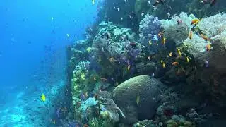 A beautiful scenery under water at the soft coral capital of the world 🌎,  come join us at RA DIVERS