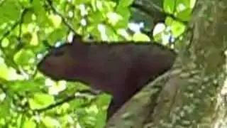 Squirrel crying in Tree