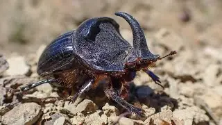 Spaanse eenhoornsmestkever/Spanish Dung Beetle (Copris hispanus)