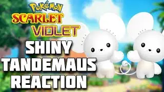SHINY TANDEMAUS FULL REACTION! Pok&eacute;mon Scarlet and Violet Shiny Highlight! #shinypokemon
