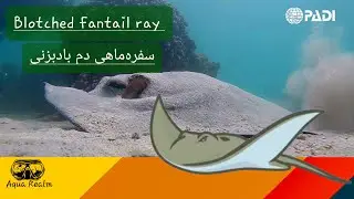 Discovering the Fascinating World of the Blotched Fantail Ray: Ecology, Behavior, and Conservation