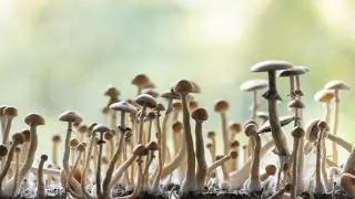 Bill legalizing main component used in 'magic' mushrooms eligible for governor's signature