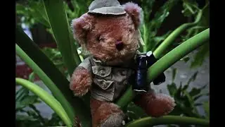 Teddy Bears' Picnic (new lyrics) - Bounder & Cad