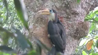 Austen's Brown Hornbill, Anorrhinus austeni, Khao Yai NP, Thailand, 20 Febr 2024