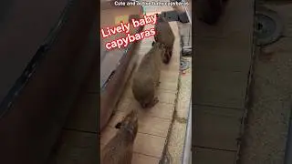 Cute and active baby capybaras,#animal,#pet,#capybara,#life,#travel,#city