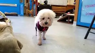 Viggo, a male Bichon Frise mix at Muttville