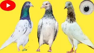 Ustad sameer sab ki chat se pigeons