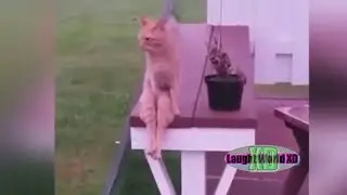 XD Best funny animal 👾 XD