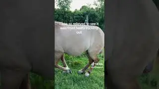 horse 🐎 🐴  giving birth like and subscribe for part 2.. thankyou for watching. #birth #horse #love