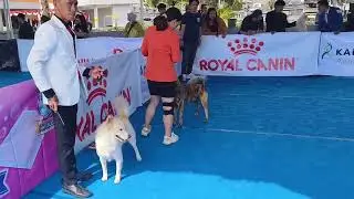 TEKNIK HANDLING ANJING KINTAMANI PADA KEGIATAN DOG SHOW, KEDISAN, KINTAMANI, BALI 2025