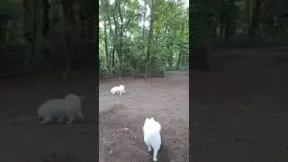 ①🐾2020.8.8SAT🐾日本スピッツローズマリィ&ひまわり🌻金川朝ラン🎶