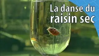 La danse du raisin sec - Scilabus 15