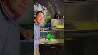 Idiot Like Me- Turtle Problems #turtletank #turtle #turtletanksetup #turtlelights #res