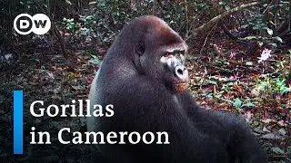 Protecting Cameroon's rare gorillas | Global Ideas