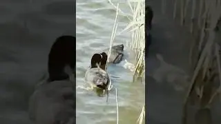 Le Folaghe: Regine delle Zone Umide. #shortvideo #nature #uccelliacquatici