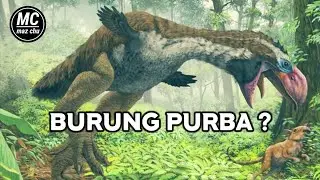 Burung PURBA || Burung TEROR