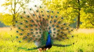 Beautiful peacocks playing in the front lawn - Peacocks video