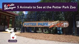 5 Animals to See at the Potter Park Zoo