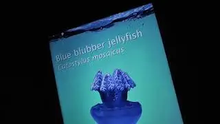 Ripley's aquarium of Canada final part tour with slideshow
