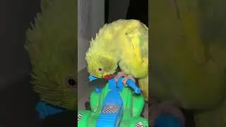 देखो कैसे बोलता है तोता | Mai Mittu Bolta Hoon | Talking Parrot Funny Video #parrotbeak #indianbirds
