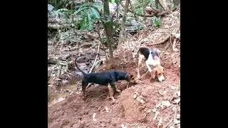 DE ARREPIAR, CHORÃO, CAMPINA E GAVIÃO NO RASTRO DO JAVALI!!