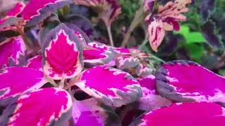 Колеусы. Трейлинги ( ампельные сорта) . Ответы на вопросы.