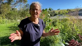 It's Been A While - Here's My Weedy Veg Patch